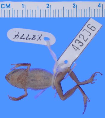 Media type: image; Herpetology A-43206